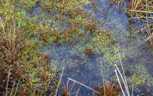 Sitio Butalcura, Ancud, Chiloé